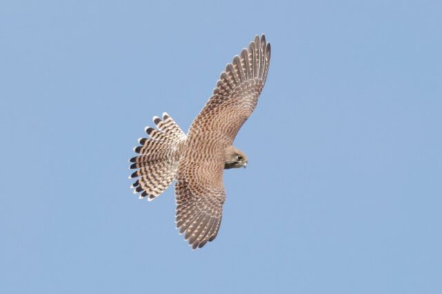Kestrel - Titchfield Haven 29th June C Rose (2)