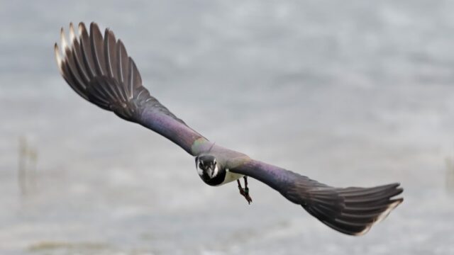 Lapwing - Blashford Lakes 9th June C Rose