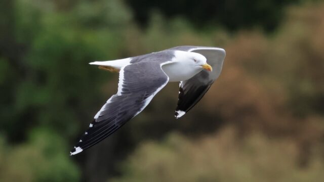 Lesser Black-backed Gull - Titchfield Haven 6th June C Rose