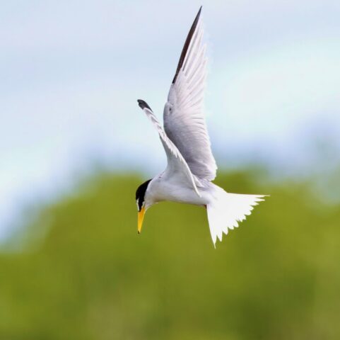 Little Tern by Rob Porter- June 16th, 2026 Normandy Marsh.