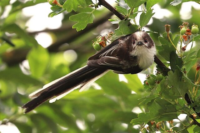 Long Tailed Tit by Brian Cartwright 1st June Anton Lake