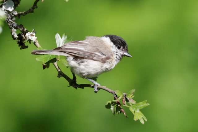 Marsh Tit - Pig Bush 13th June C Rose