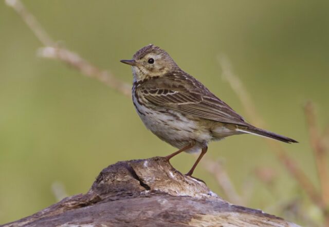 Meadow Pipit by Rob Porter - June 2nd, 2026 Pig Bush, NF.