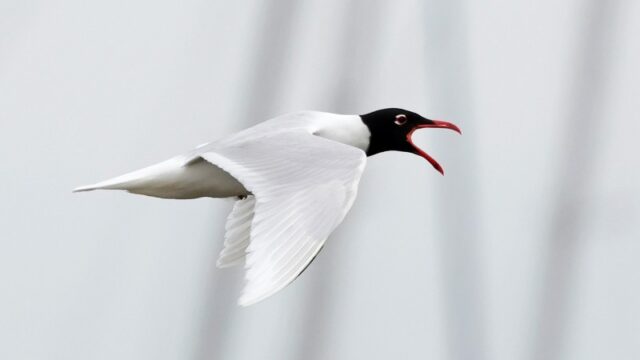 Mediterranean Gull - Titchfield Haven 12th June C Rose