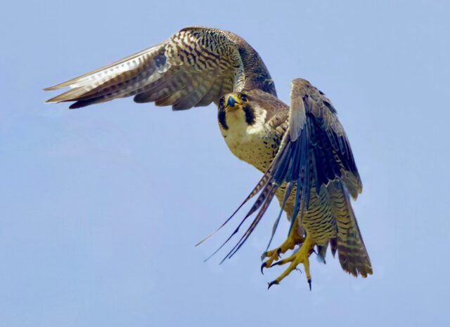 Peregrine by Rob Porter-June 19th, 2026 Romsey.