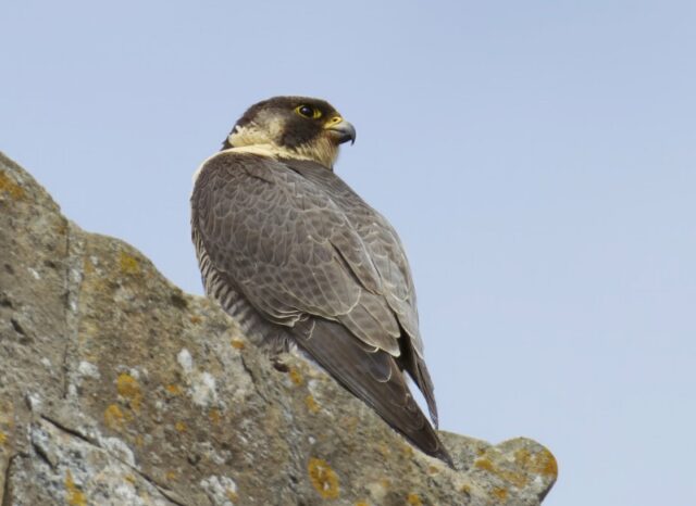 Peregrine by Rob Porter-June 5th, 2026 Romsey