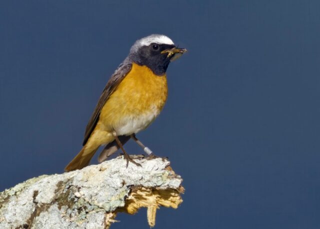 Redstart by Rob Porter-June 1st, 2026 Pig Bush, NF.