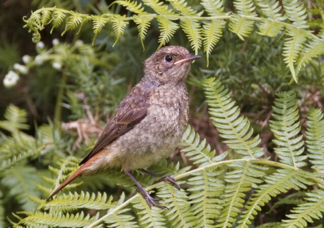Redstart (juv) by Rob Porter-June 16th, 2026 Pig Bush, NF.