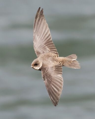 Sand Martin - Blashford Lakes 9th June C Rose