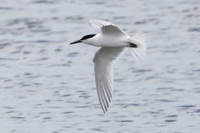 Sandwich Tern - Titchfield Haven 29th June C Rose