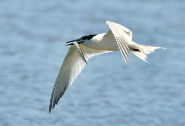 Sandwich Tern by Rob Porter -June 16th, 2026 Normandy Marsh.