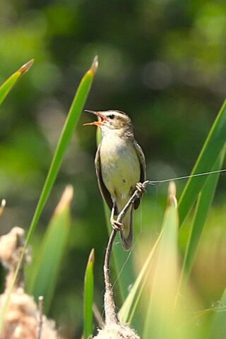 Sedge Warbler by Brian Cartwright 24th June Anton Lake (2)