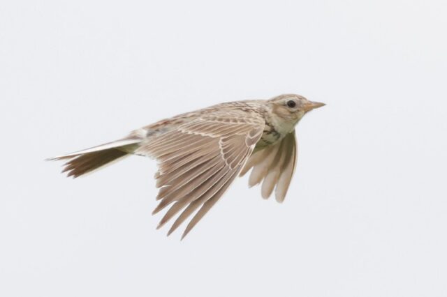 Skylark - Magdalen Hill 18th June C Rose