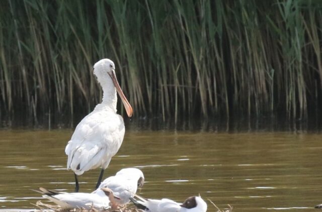 Spoonbill_Hook_Links_23-06-26_Bob_Marchant