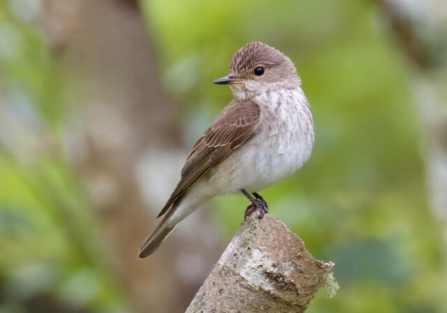 Spotted Flycatcher by Rob Porter - June 9th, 2026 Pig Bush, NF