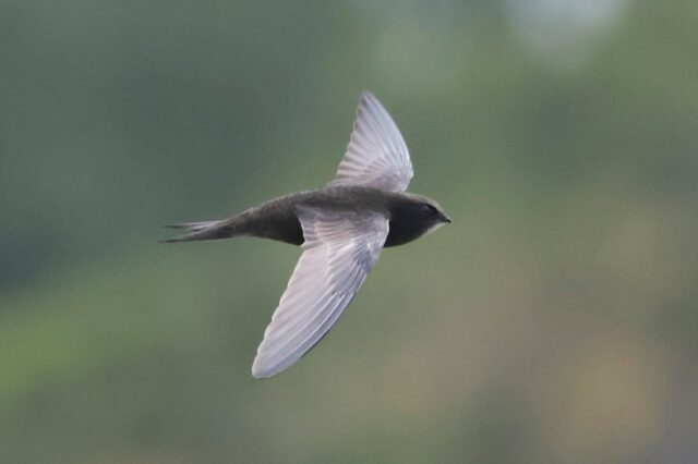 Swift - Titchfield Haven 6th June C Rose (4)