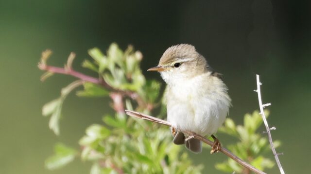 Willow Warbler - Pig Bush 13th June C Rose