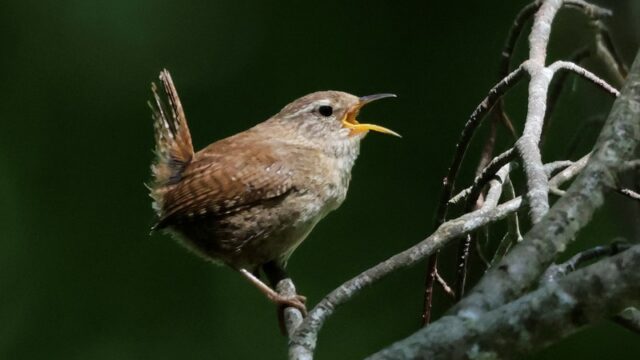 Wren - Denny Wood 13th June C Rose