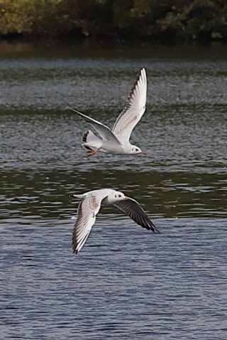 Black Headed Gulls by Brian Cartwright 18th Sept Anton Lake