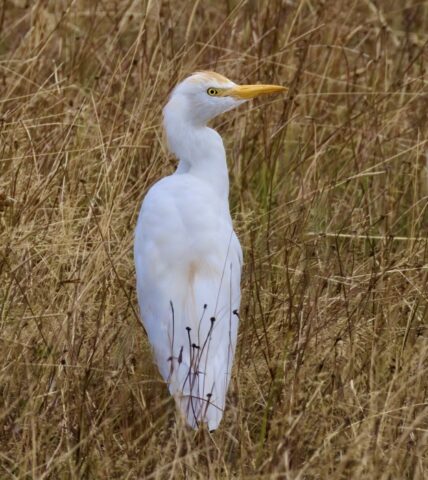Cattle Egret by Rob Porter - Sept 2nd, 2026 Farlington Marsh