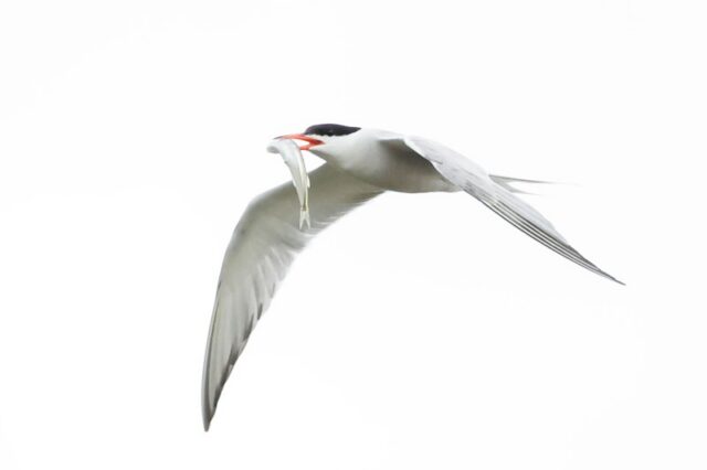 Common Tern - Titchfield Haven 4th Sept C Rose
