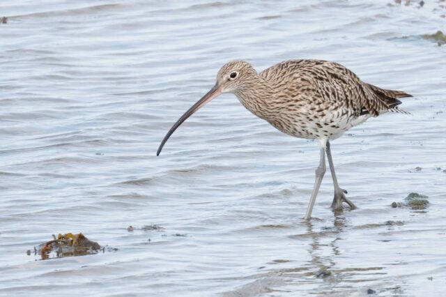 Curlew - Pennington Marsh 5th Sept C Rose