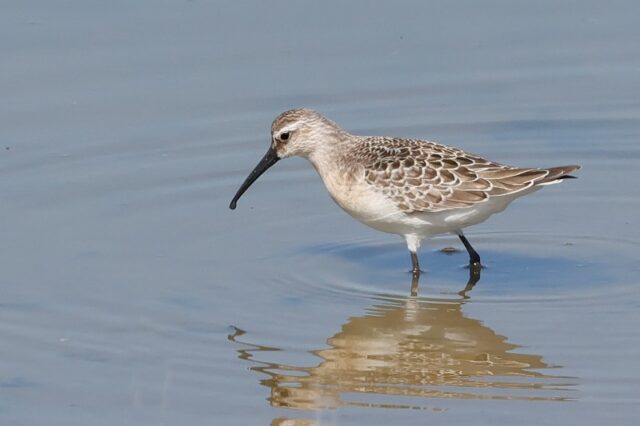 Curlew Sandpiper - Normandy Marsh 5th Sept C Rose (2)