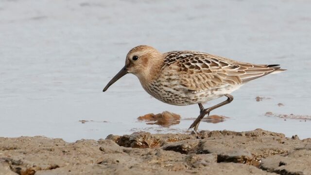 Dunlin - Normandy Marsh 19th Sept C Rose