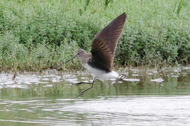 Green Sandpiper - Titchfield Haven 4th Sept C Rose