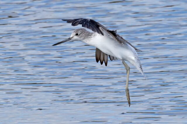 Greenshank - Oxey Marsh 5th Sept C Rose