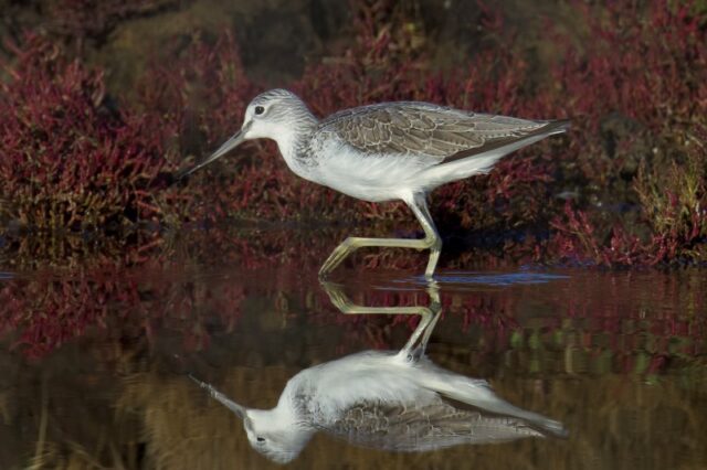 Greenshank by Rob Porter - Sept 22nd, 2026 Normandy Marsh