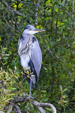 Grey Heron by Brian Cartwright 2nd Sept Anton Lake