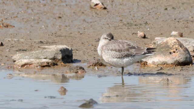 Knot - Normandy Marsh 5th Sept C Rose