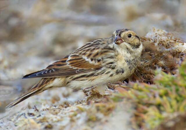 Lapland Bunting by Rob Porter - Sept 25th, 2026 Bunny Meadows
