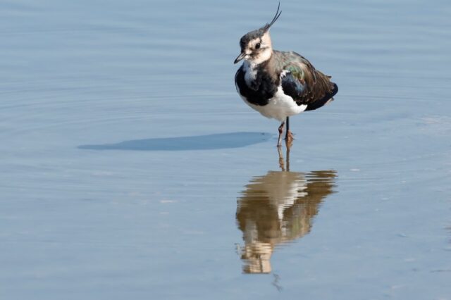 Lapwing - Titchfield Haven 22nd Sept C Rose (2)
