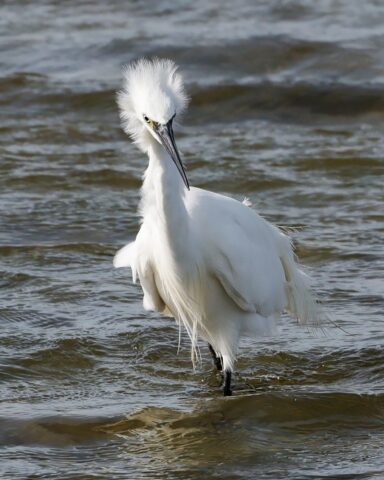 Little Egret - Normandy Marsh 19th Sept C Rose