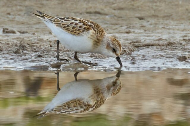 Little Stint by Rob Porter-Sept 24th, 2026 Fishtail Lagoon