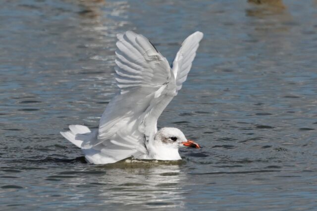Mediterranean Gull - Titchfield Haven 22nd Sept C Rose