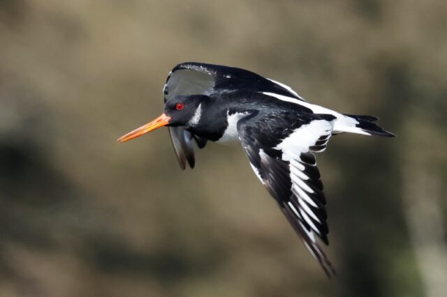 Oystercatcher - Titchfield Haven 22nd Sept C Rose