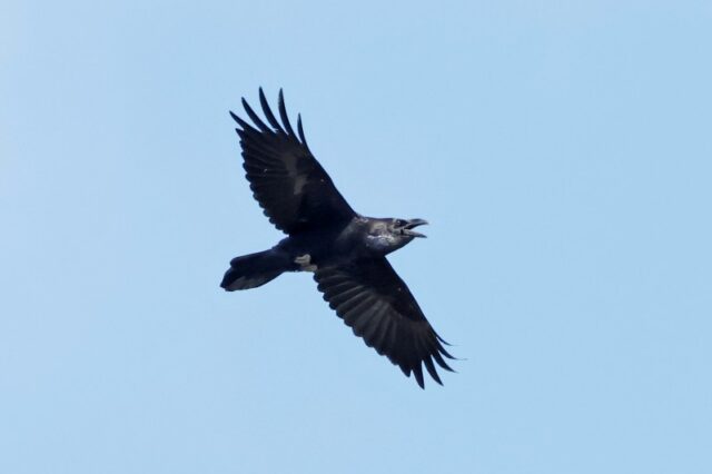 Raven - Oxey Marsh 5th Sept C Rose