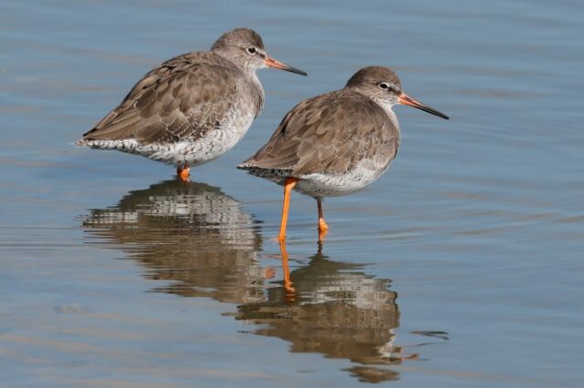 Redshank - Titchfield Haven 22nd Sept C Rose
