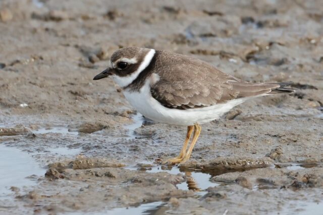 Ringed Plover - Normandy Marsh 19th Sept C Rose