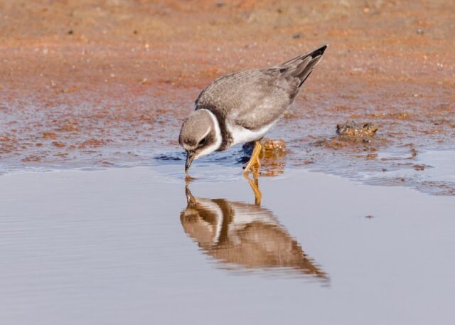 Ringed_Plover_Fishtail_Lagoon_Pennington_David_Camp_30Sep_2026