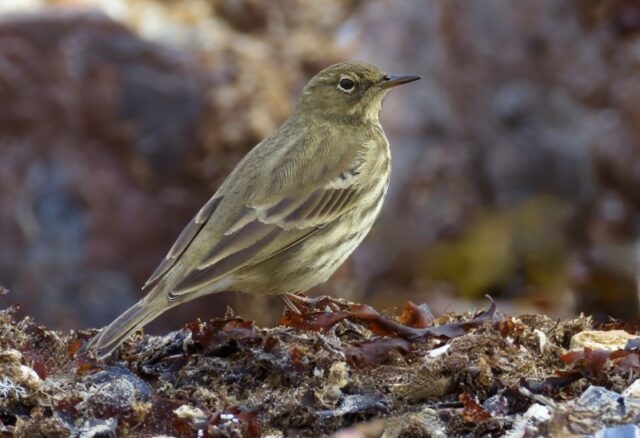 Rock Pipit by Rob Porter-Sept 29th, 2026 Fishtail Lagoon.
