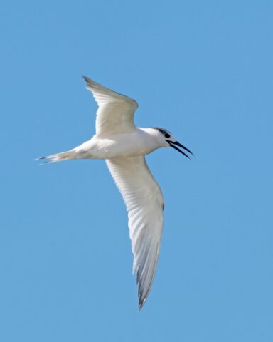 Sandwich Tern - Titchfield Haven 21st Sept C Rose