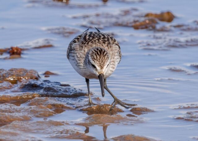 Semipalmated_Sandpiper_Fishtail_Lagoon_Pennington_David_Camp_30Sep_2026