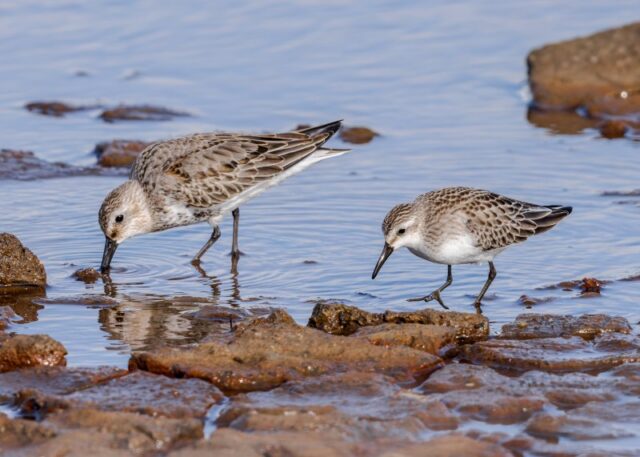 Semipalmated_Sandpiper_and_Dunlin_Fishtail_Lagoon_Pennington_David_Camp_30Sep_2026
