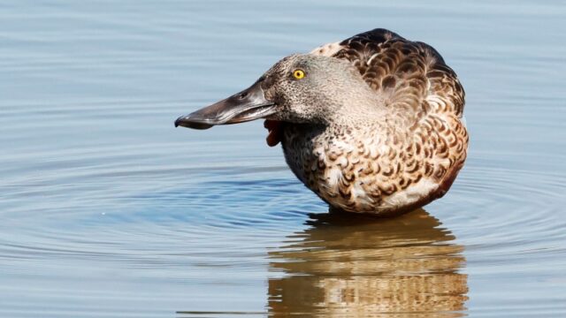 Shoveler - Titchfield Haven 22nd Sept C Rose
