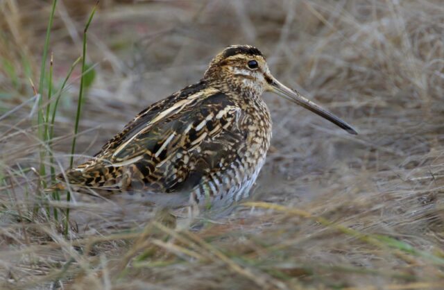Snipe by Rob Porter - Sept 29th, 2026 Fishtail Lagoon