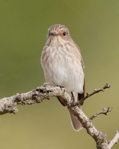 Spotted Flycatcher - Farlington Marshes 1st Sept C Rose (2)
